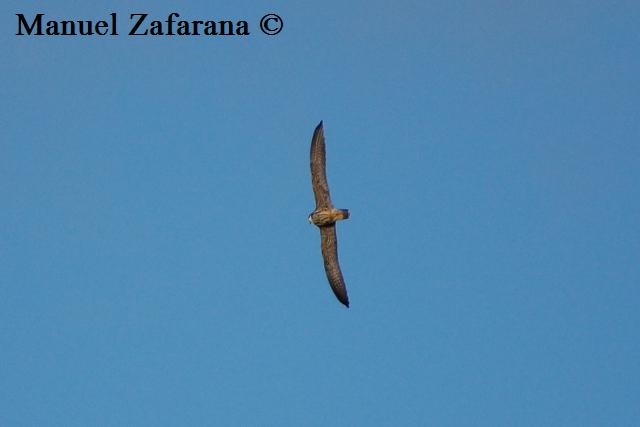 Lodolaio in migrazione